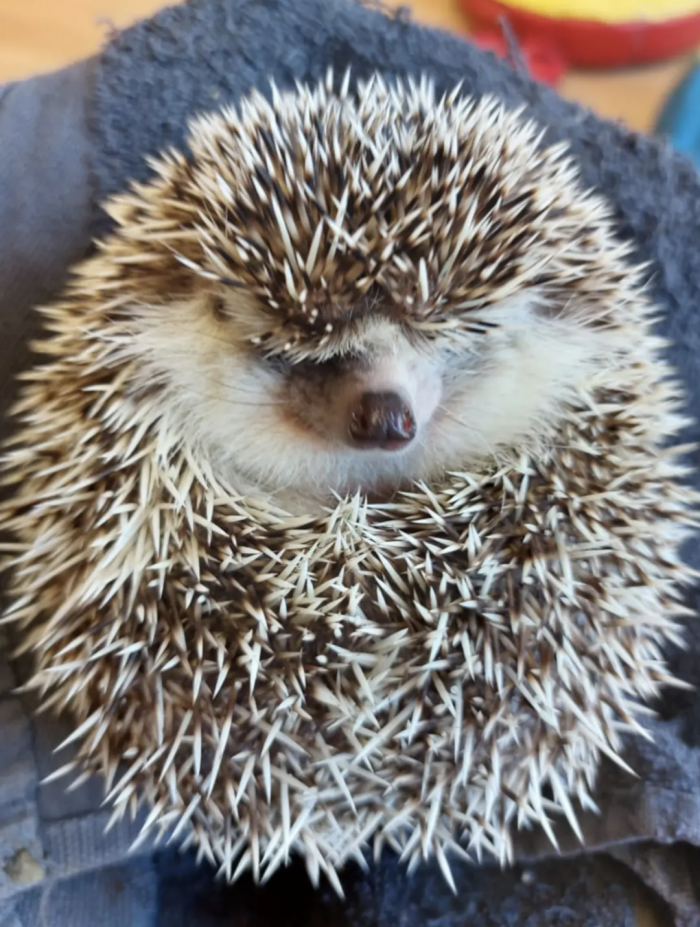 A very busy day at the vets - (Animal handling) Thursday 31st July 1.30pm - 3pm - Image 4