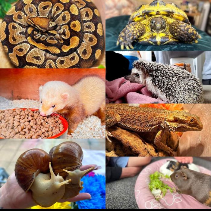 A very busy day at the vets - (Animal handling) Thursday 31st July 1.30pm - 3pm - Image 6